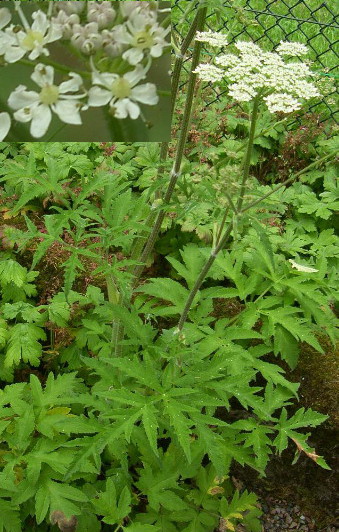 picture of common hogweed