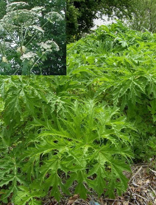 picture of Giant Hogweed