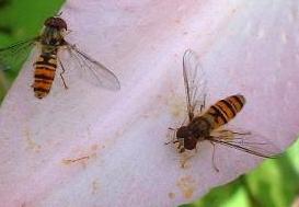 picture of Hover Fly - Episyrphus balteatus