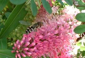 picture of Hover Fly - Scaeva pyrastri