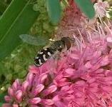 picture of a HOVER FLY click for more information