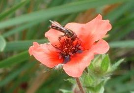 picture of Hover Fly - Scaeva pyrastri