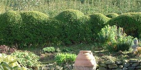 PICTURE OF 'HUMPY HEDGE'