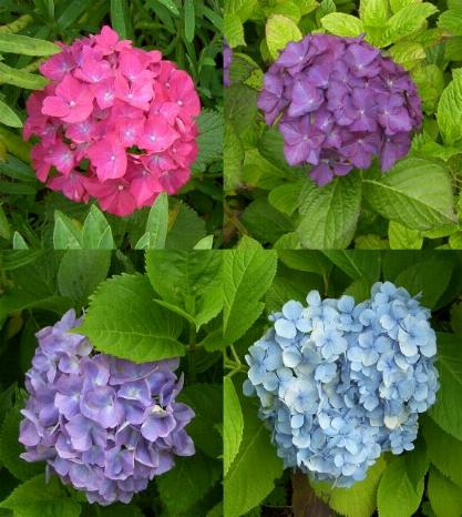 picture of hydrangea macrophylla flowers