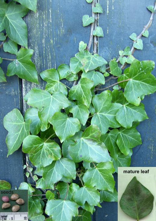 image of ivy, hedera helix
