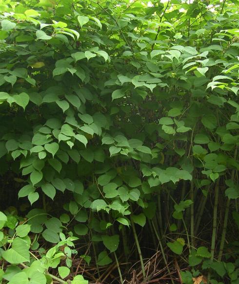 picture of JAPANESE KNOTWEED