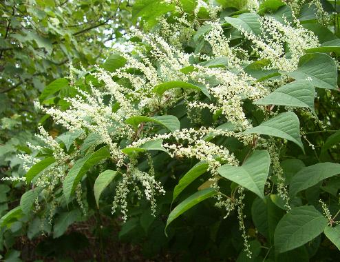 picture of JAPANESE KNOTWEED in flower