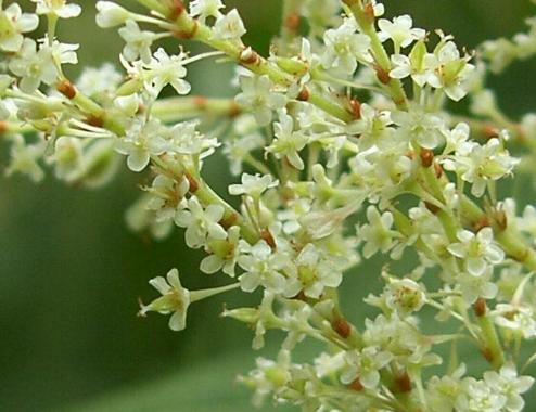 picture of JAPANESE KNOTWEED flowers