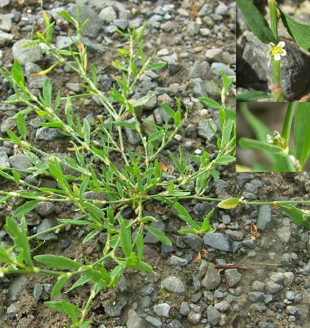 picture of Knotgrass