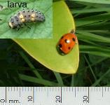 picture of LADYBIRD and larva click for more information