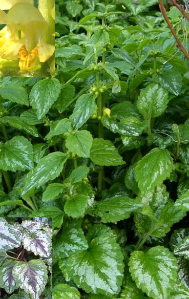 image of variegated yellow archangel
