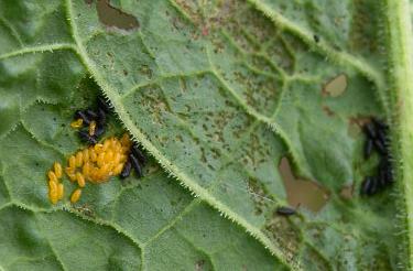 picture of leaf beetle eggs and larvae