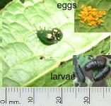 picture of LEAF BEETLE click for more information