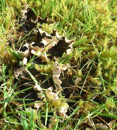 a picture of Dog Lichen
