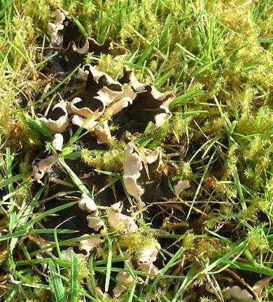 Is lichen poisonous to sales dogs