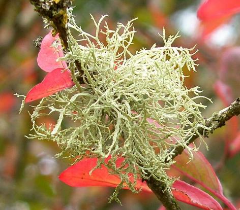 image of lichen