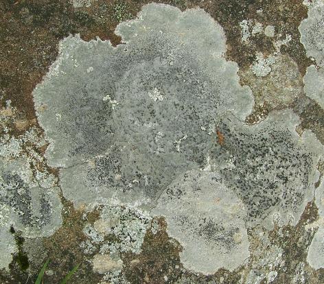 Lecanora rupicola