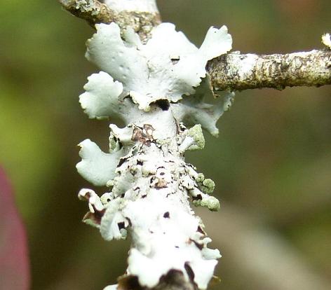 image of lichen