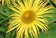 THE IMPORTANCE OF LIGHT TO PLANTS