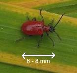 picture of RED LILY BEETLE click for more information