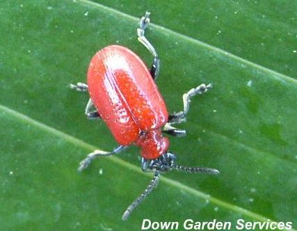 picture of an adult Lily Beetle
