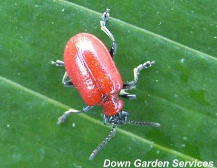 picture of an adult Lily Beetle