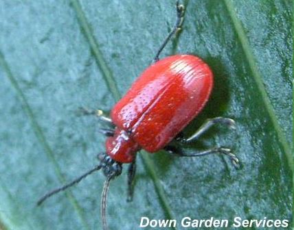 picture of an adult Lily Beetle