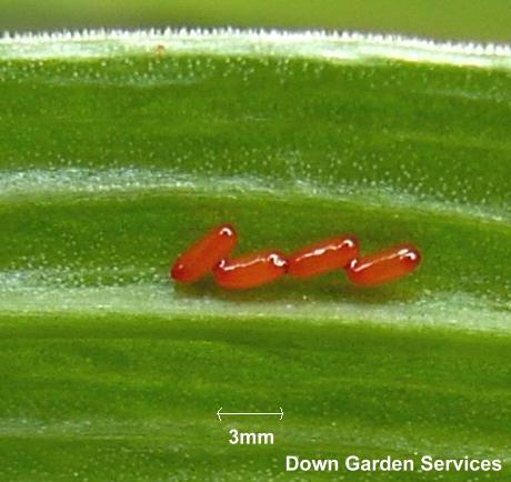 picture of red lily beetle eggs