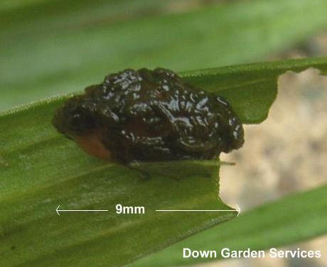 picture of a lily beetle larva