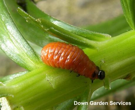 picture of a lily beetle larva