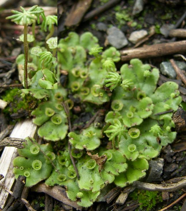 image of liverwort, Marchantia polymorpha