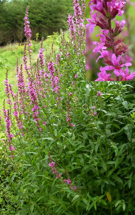 picture of Purple Loosestrife