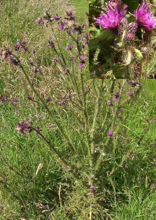 picture of MARSH THISTLE