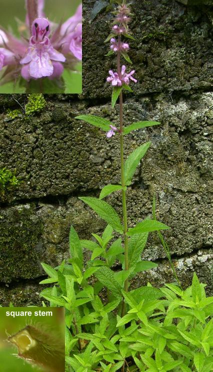 picture of Marsh Woundwort