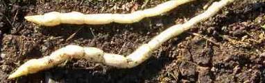 picture of Marsh Woundwort roots