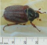 picture of COCKCHAFER BEETLE click for more information