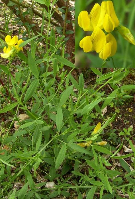 image of meadow vetchling