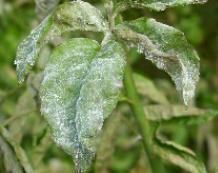 CLICK FOR INFORMATION ON POWDERY MILDEW