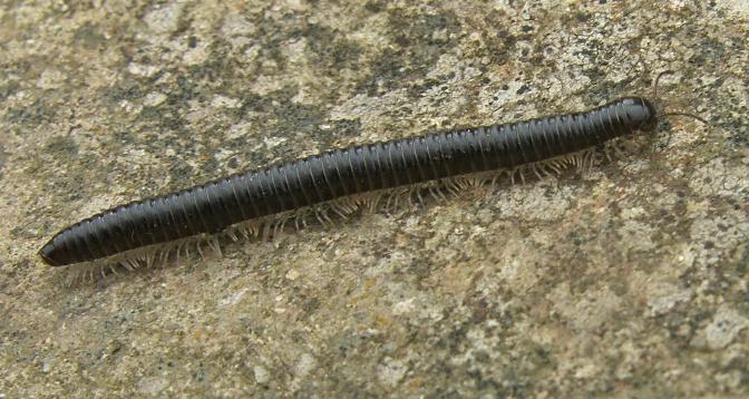 image of a millipede