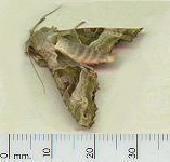 picture of ANGLE SHADES MOTH click for more information