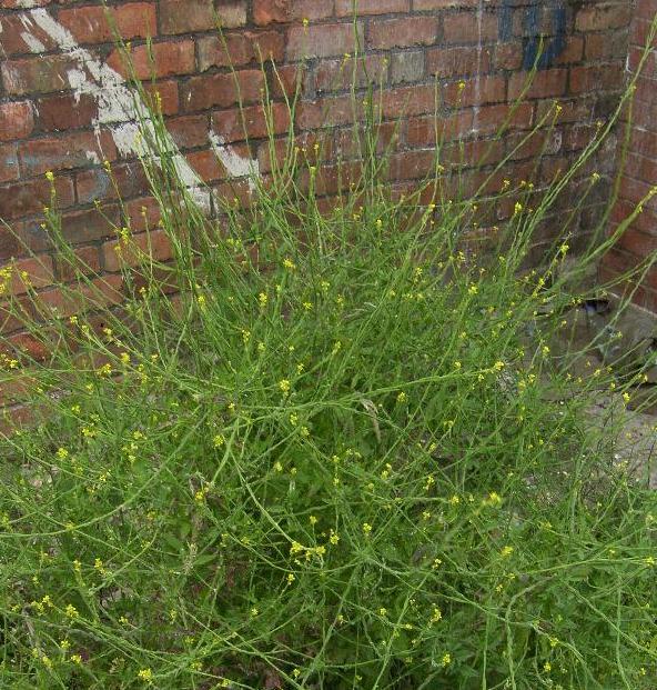 pictue of Hedge Mustard