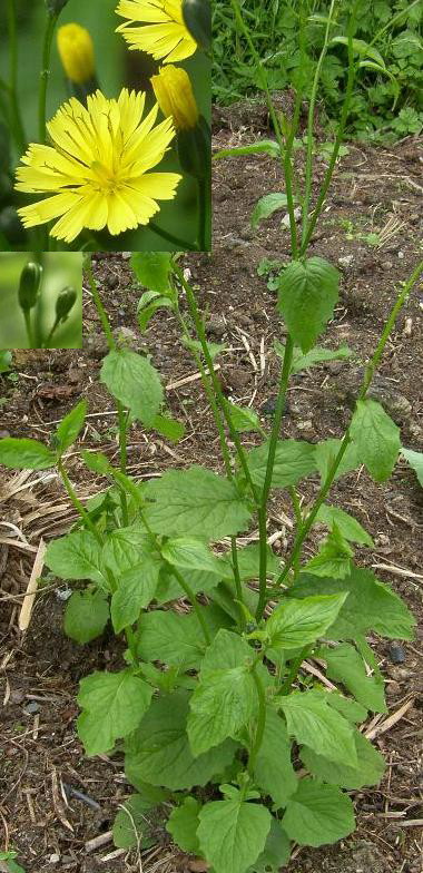 picture of Nipplewort