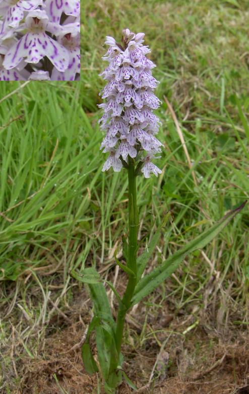 picture of the Common Spotted Orchid