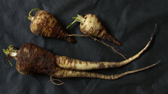 image of parsnip canker