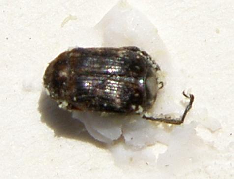 picture of Pea Weevil