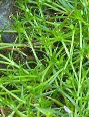 image of pearlwort