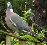 picture of a WOOD-PIGEON click for more information