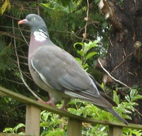 picture of a wood-pigeon