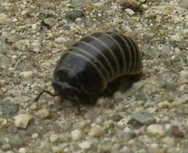picture of a pill millipede