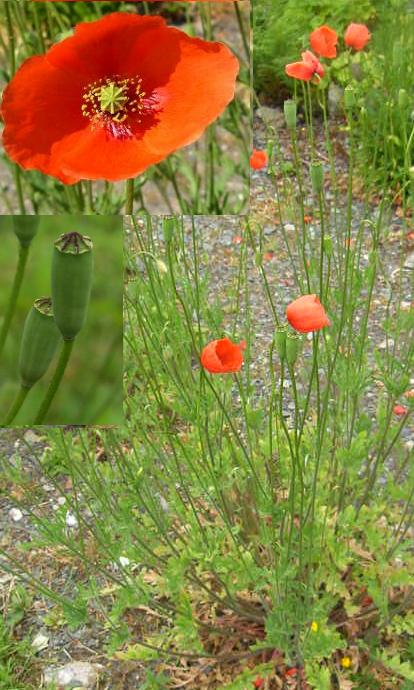 picture of long-headed poppy